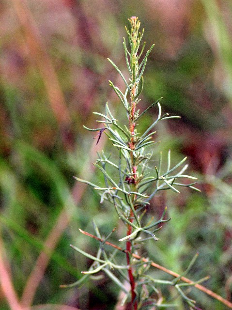 <i>Artemisia campestris</i> L. subsp. <i>campestris</i>