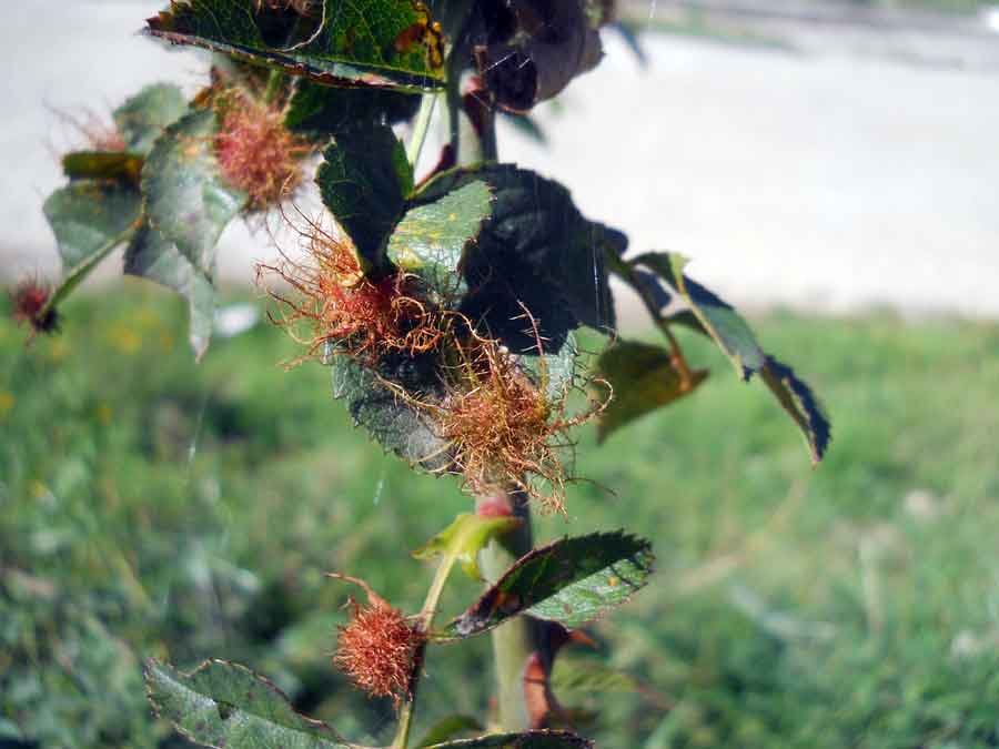 Diplolepis-rosae-(Linnaeus,.jpg