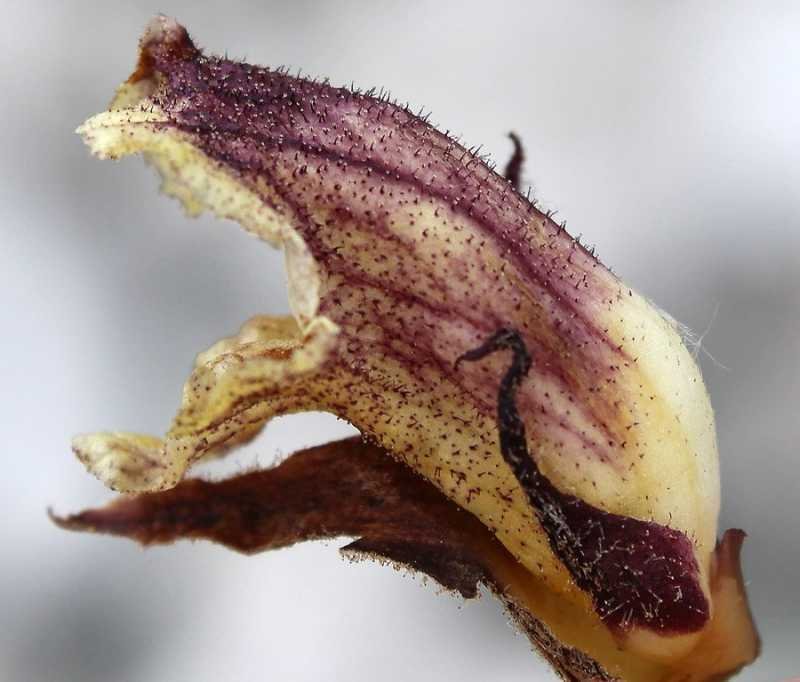 <i>Orobanche reticulata</i> Wallr. subsp. <i>reticulata</i>