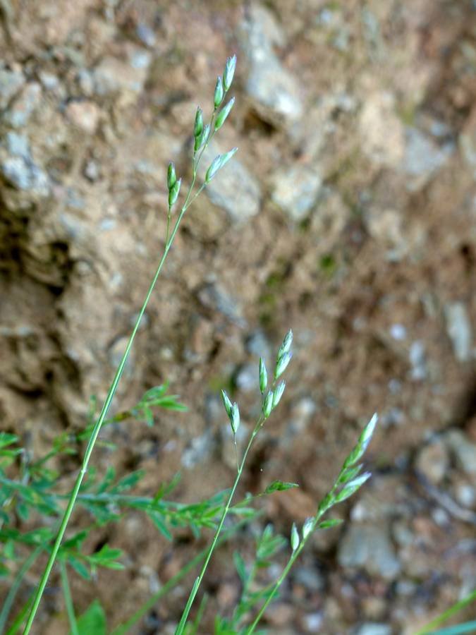 <i>Danthonia decumbens</i> (L.) DC. subsp. <i>decumbens</i>