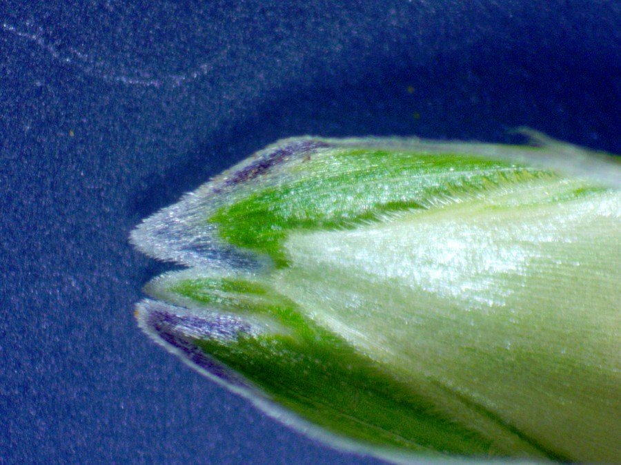 <i>Danthonia decumbens</i> (L.) DC. subsp. <i>decumbens</i>