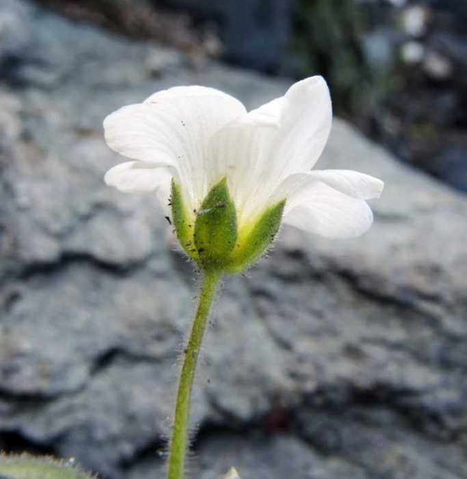 <i>Cerastium latifolium</i> L.