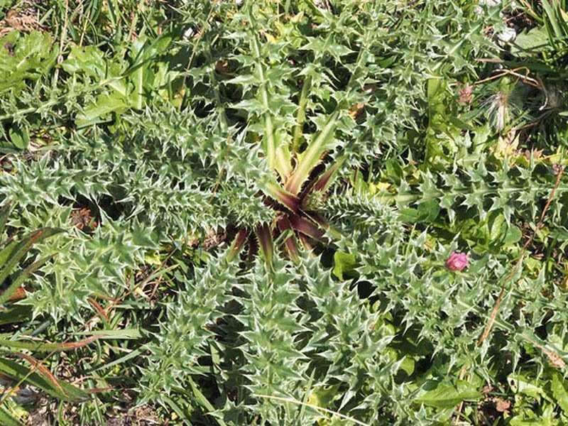 <i>Carduus chrysacanthus</i> Ten.