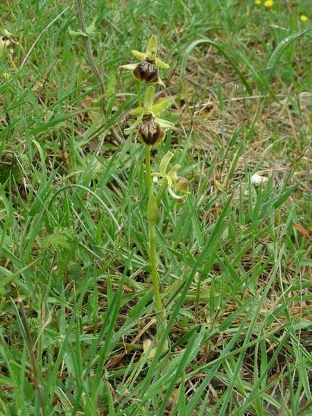 <i>Ophrys tarquinia</i> P.Delforge