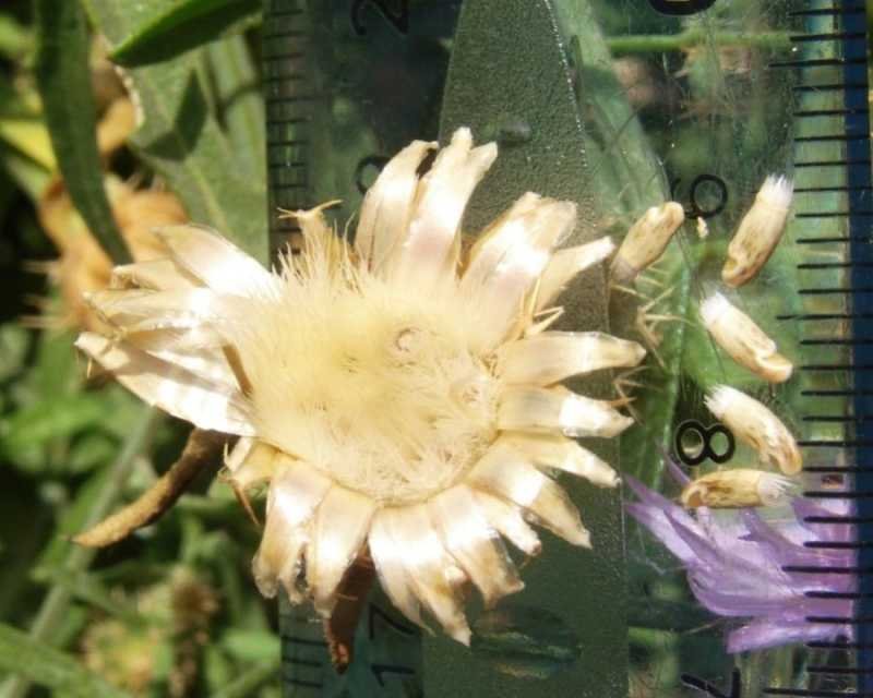 <i>Centaurea aspera</i> L. subsp. <i>aspera</i>
