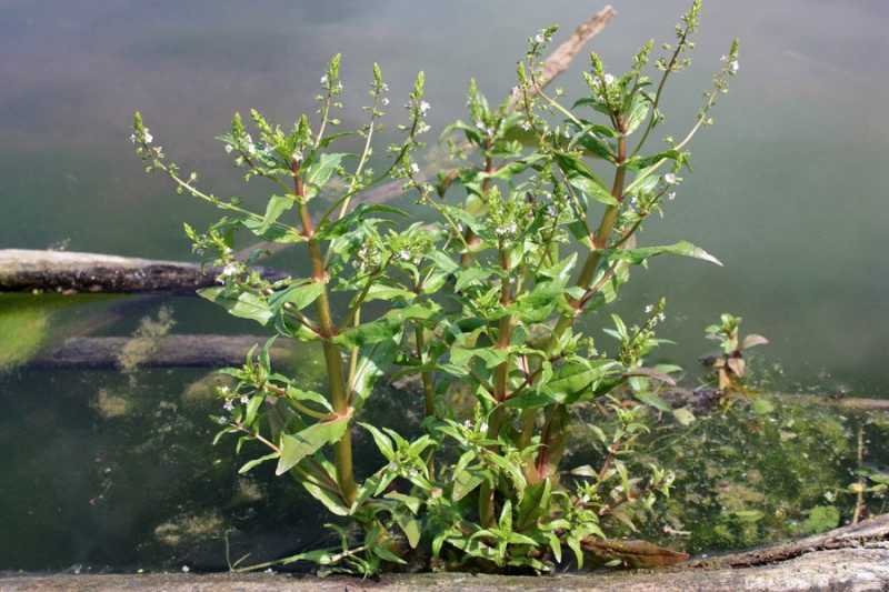 <i>Veronica anagallis-aquatica</i> L. subsp. <i>anagallis-aquatica</i>