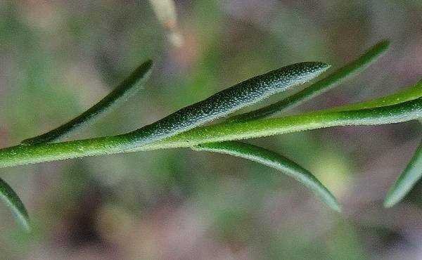 <i>Fumana ericifolia</i> Wallr.