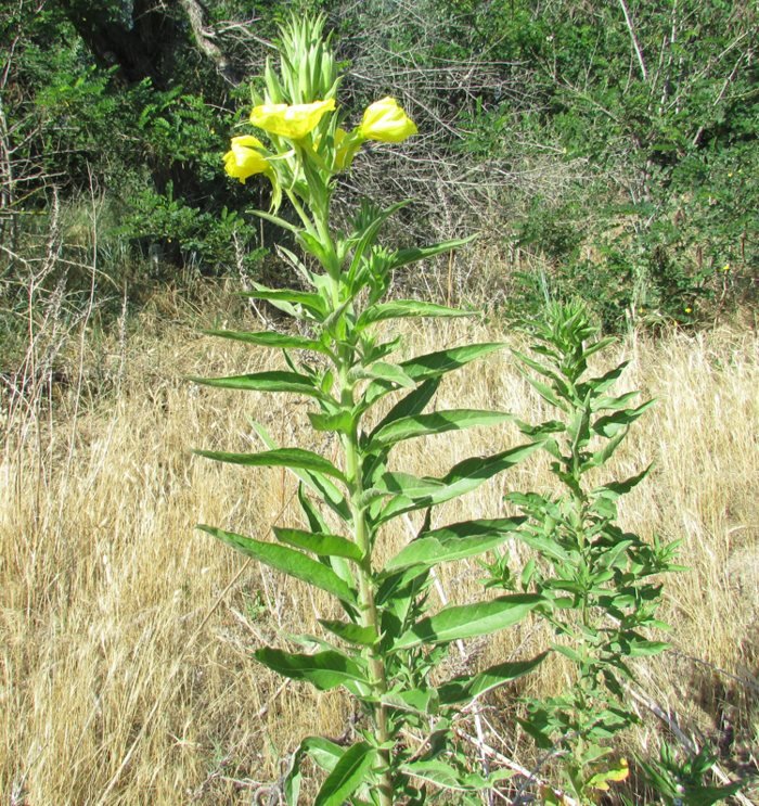 <i>Oenothera latipetala</i> (Soldano) Soldano