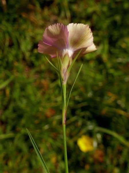 <i>Dianthus pavonius</i> Tausch