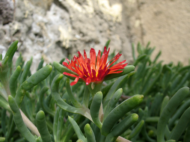 <i>Malephora crocea</i> (Jacq.) Schwantes