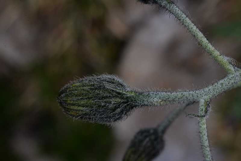 <i>Hieracium pallescens</i> Waldst. & Kit.