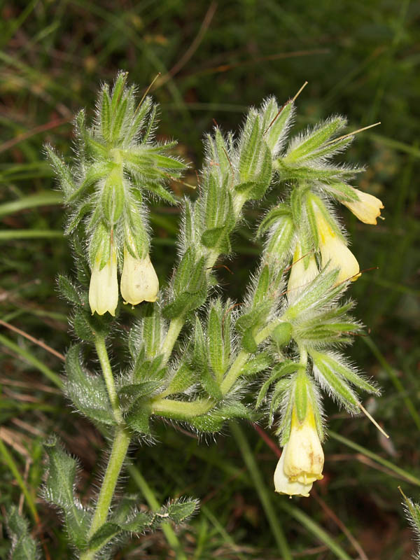 <i>Onosma tricerosperma</i> Lag. subsp. <i>fastigiata</i> (Braun-Blanq.) G.López