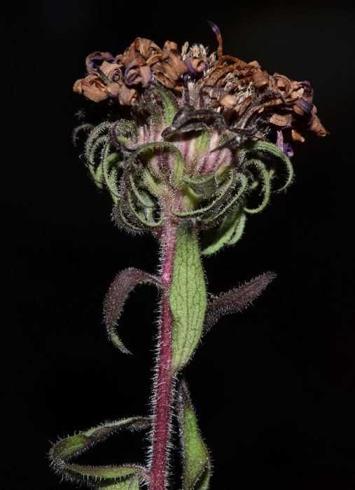 <i>Symphyotrichum novae-angliae</i> (L.) G.L.Nesom
