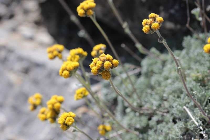 <i>Artemisia glacialis</i> L.