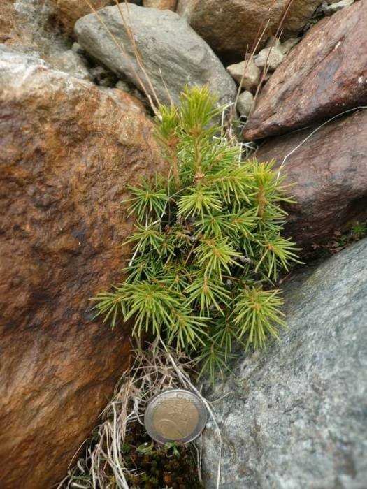 <i>Picea abies</i> (L.) H.Karst.