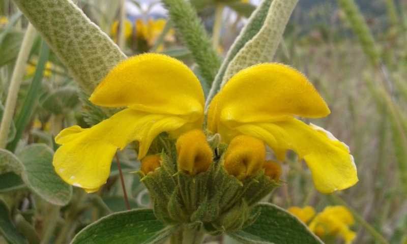 Phlomis fruticosa L. (e).jpg