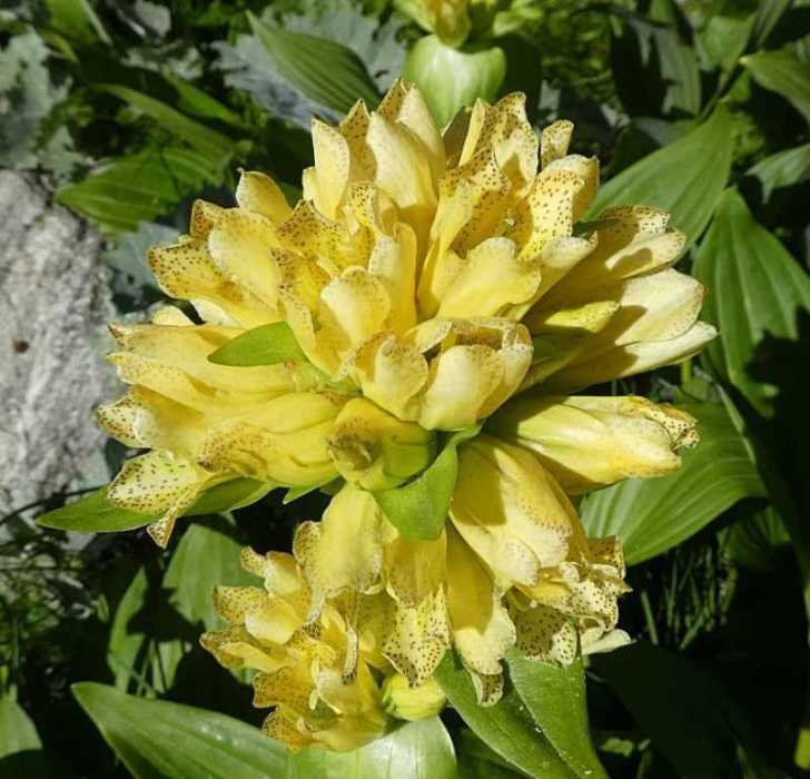 <i>Gentiana burseri</i> Lapeyr. subsp. <i>villarsii</i> (Griseb.) Rouy