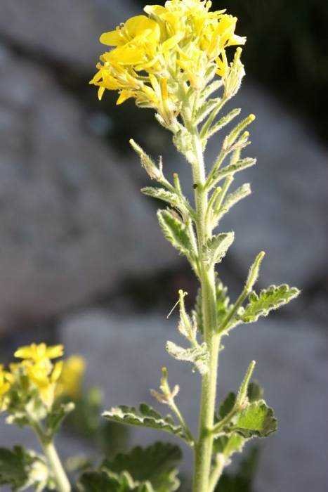 <i>Sinapis pubescens</i> L. subsp. <i>pubescens</i>