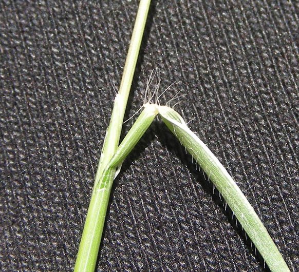 Aegilops geniculata (4).jpg