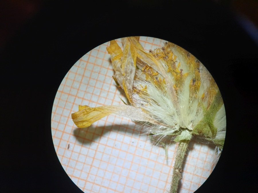 <i>Doronicum grandiflorum</i> Lam. subsp. <i>grandiflorum</i>