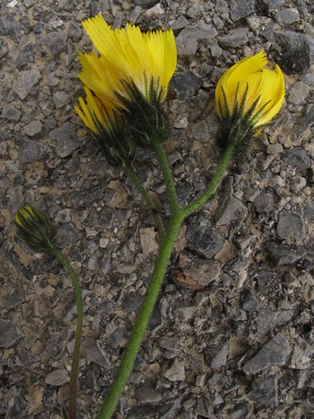 <i>Hieracium glaucinum</i> Jord. subsp. <i>furcillatum</i> (Jord. ex Boreau) O.Bolòs & Vigo