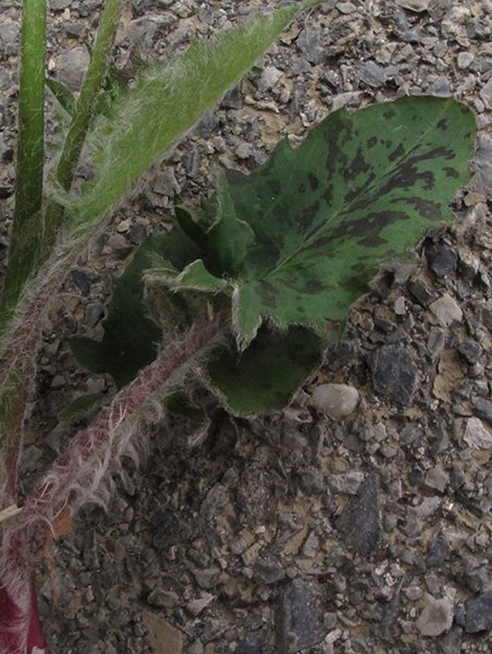 <i>Hieracium glaucinum</i> Jord. subsp. <i>furcillatum</i> (Jord. ex Boreau) O.Bolòs & Vigo