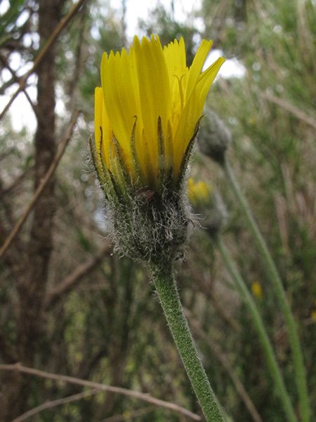 <i>Hieracium caesioides</i> Arv.-Touv. subsp. <i>liguricola</i> Zahn