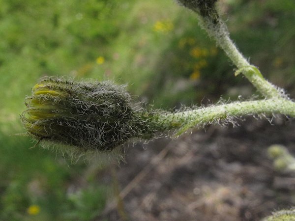 <i>Hieracium caesioides</i> Arv.-Touv. subsp. <i>liguricola</i> Zahn