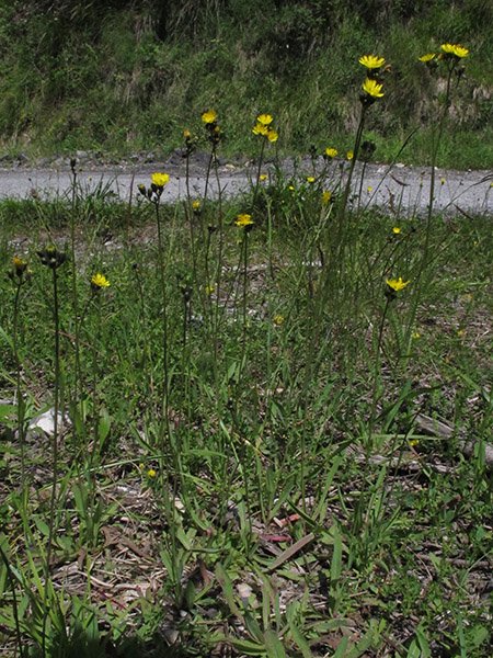 <i>Pilosella piloselloides</i> (Vill.) Soják subsp. <i>obscura</i> (Rchb.) Gottschl. & Schuhw.