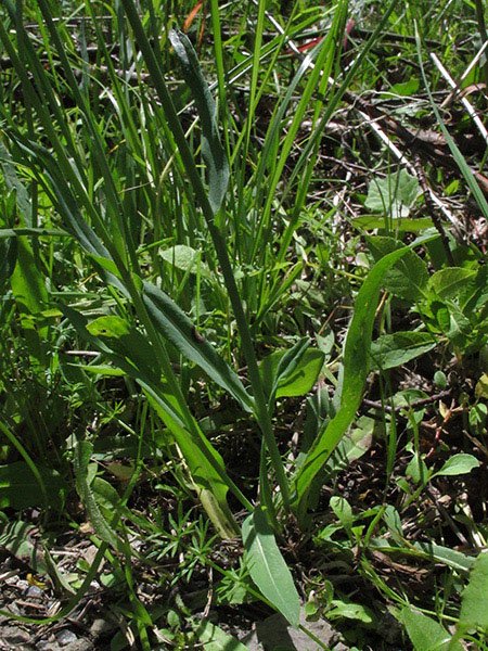 <i>Pilosella piloselloides</i> (Vill.) Soják subsp. <i>obscura</i> (Rchb.) Gottschl. & Schuhw.