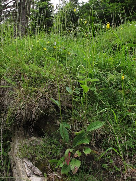 <i>Hieracium obscuratum</i> Murr subsp. <i>nigratum</i> (Murr & Zahn) Greuter