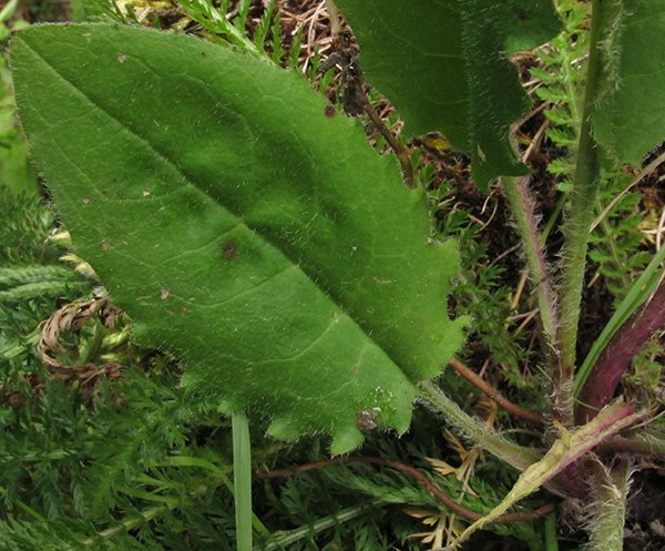 <i>Hieracium obscuratum</i> Murr subsp. <i>nigratum</i> (Murr & Zahn) Greuter