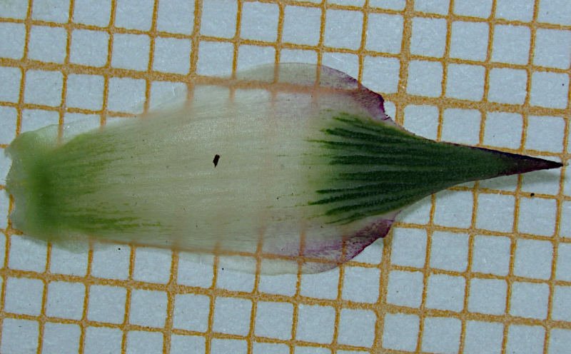 <i>Dianthus balbisii</i> Ser. subsp. <i>liburnicus</i> (Bartl.) Pignatti