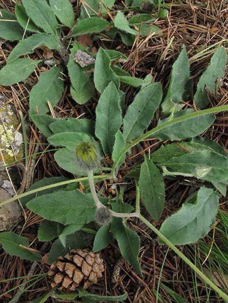 <i>Hieracium pictum</i> Pers. subsp. <i>pictum</i>