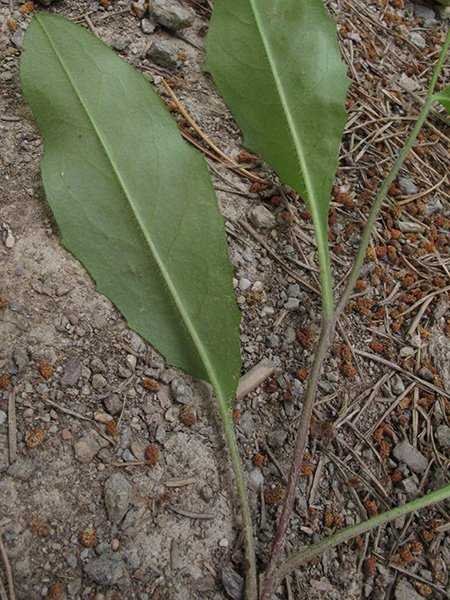 <i>Hieracium lachenalii</i> Suter