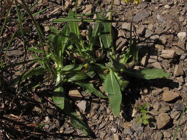 <i>Pilosella aletschensis</i> (Zahn) Soják