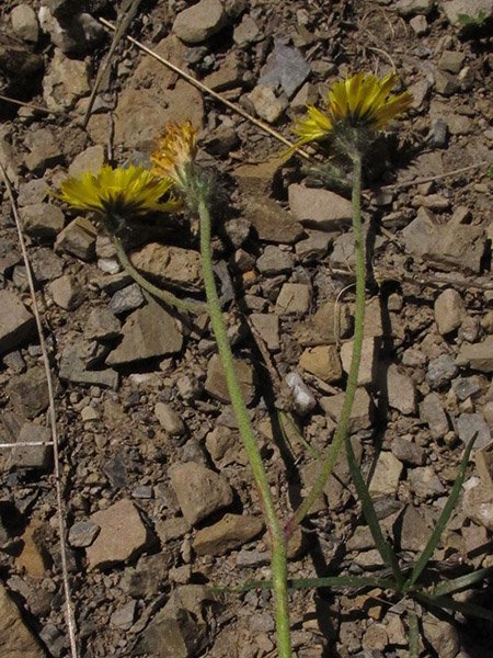 <i>Pilosella aletschensis</i> (Zahn) Soják
