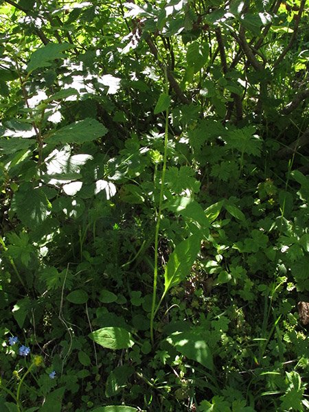 <i>Hieracium obscuratum</i> Murr subsp. <i>obscuratum</i>