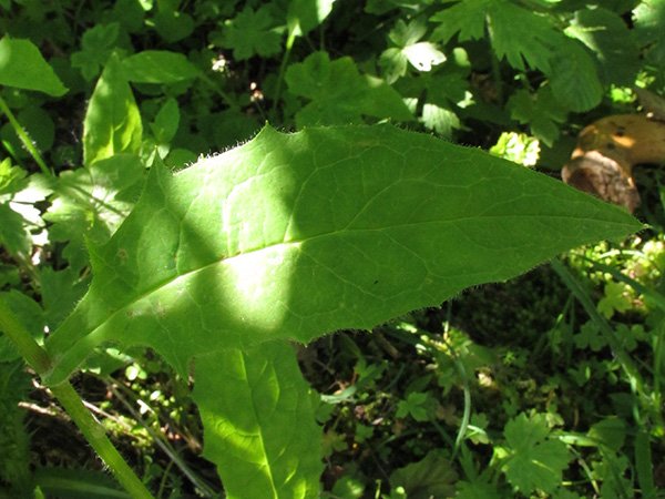 <i>Hieracium obscuratum</i> Murr subsp. <i>obscuratum</i>