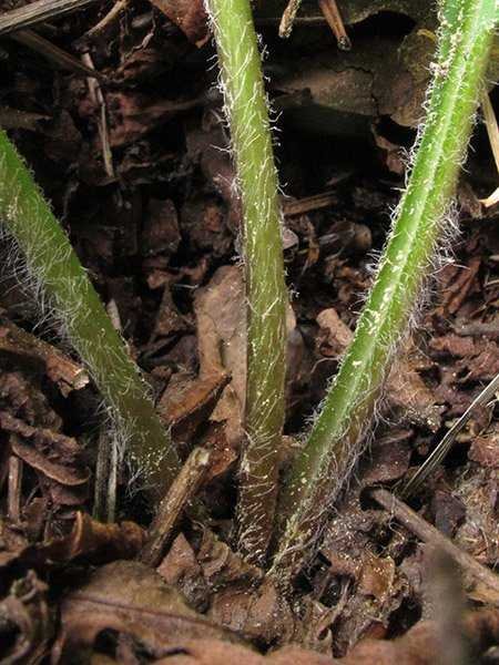 <i>Hieracium umbrosum</i> Jord. subsp. <i>umbrosum</i>