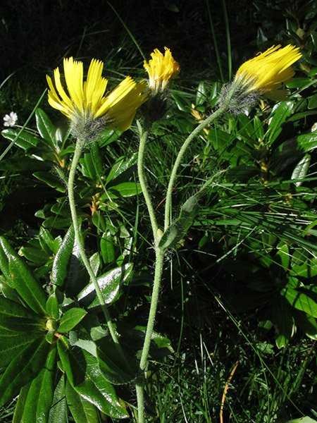 <i>Hieracium umbrosum</i> Jord. subsp. <i>acrotephrophorum</i> (Zahn) Zahn