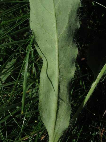 <i>Hieracium umbrosum</i> Jord. subsp. <i>acrotephrophorum</i> (Zahn) Zahn
