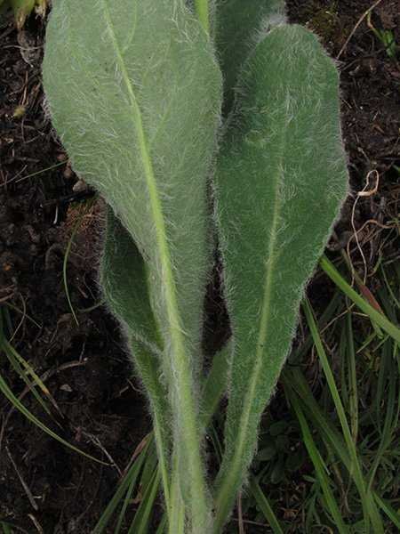 <i>Hieracium erioleucum</i> Zahn subsp. <i>erioleucum</i>