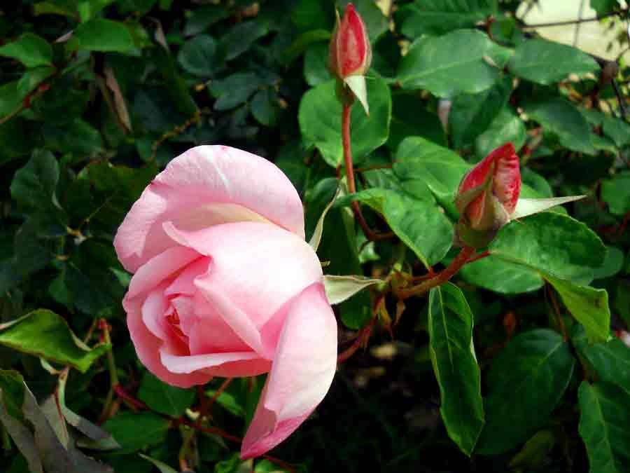 <i>Rosa chinensis</i> Jacq.