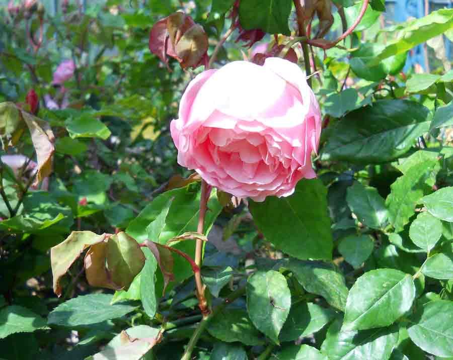 <i>Rosa chinensis</i> Jacq.