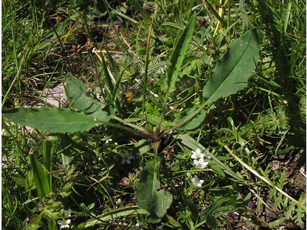 <i>Hieracium caesioides</i> Arv.-Touv. subsp. <i>supraglauciforme</i> Zahn