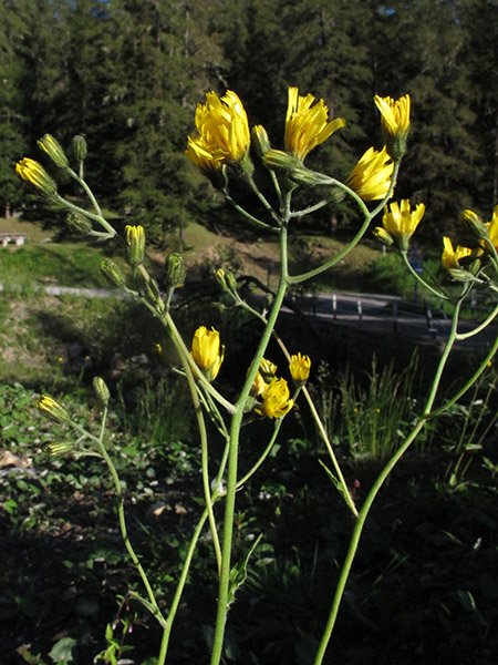 <i>Hieracium umbrosum</i> Jord. subsp. <i>crepidifolium</i> (Arv.-Touv.) Zahn