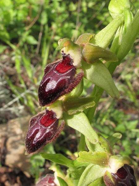 <i>Ophrys provincialis</i> (H.Baumann & Künkele) Paulus