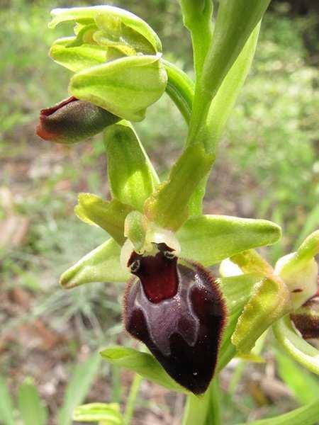<i>Ophrys provincialis</i> (H.Baumann & Künkele) Paulus