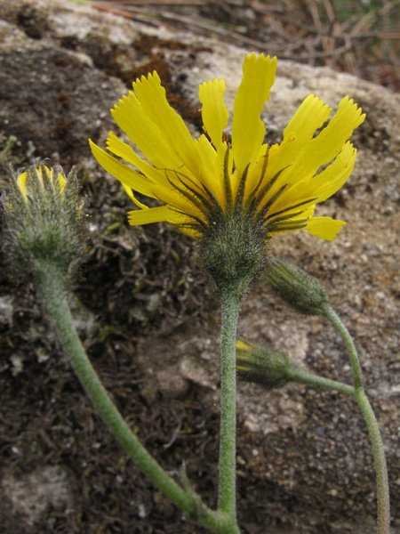 <i>Hieracium glaucinum</i> Jord. subsp. <i>cinerascens</i> (Jord.) Breistr. & Litard.